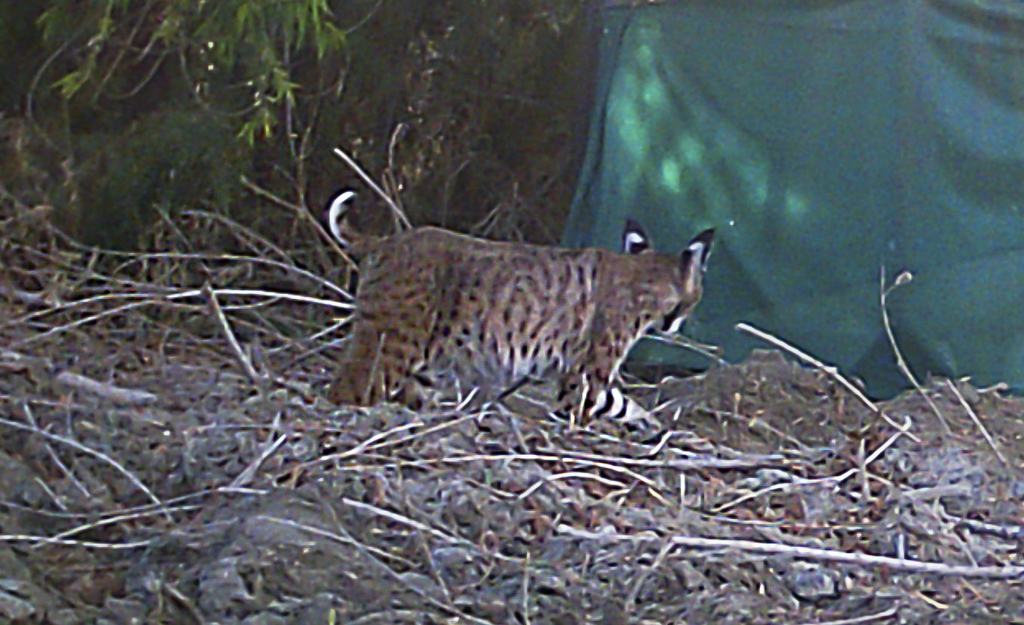 Bobcat from Riverside County, CA, USA on April 27, 2021 at 05:40 PM by ...