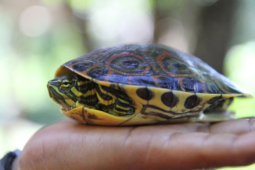 Mesoamerican Slider