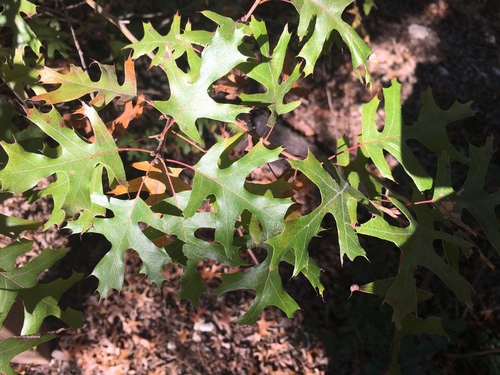 Texas red oak