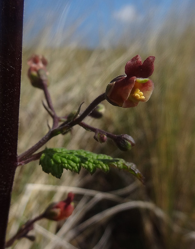Balm-leaved Figwort