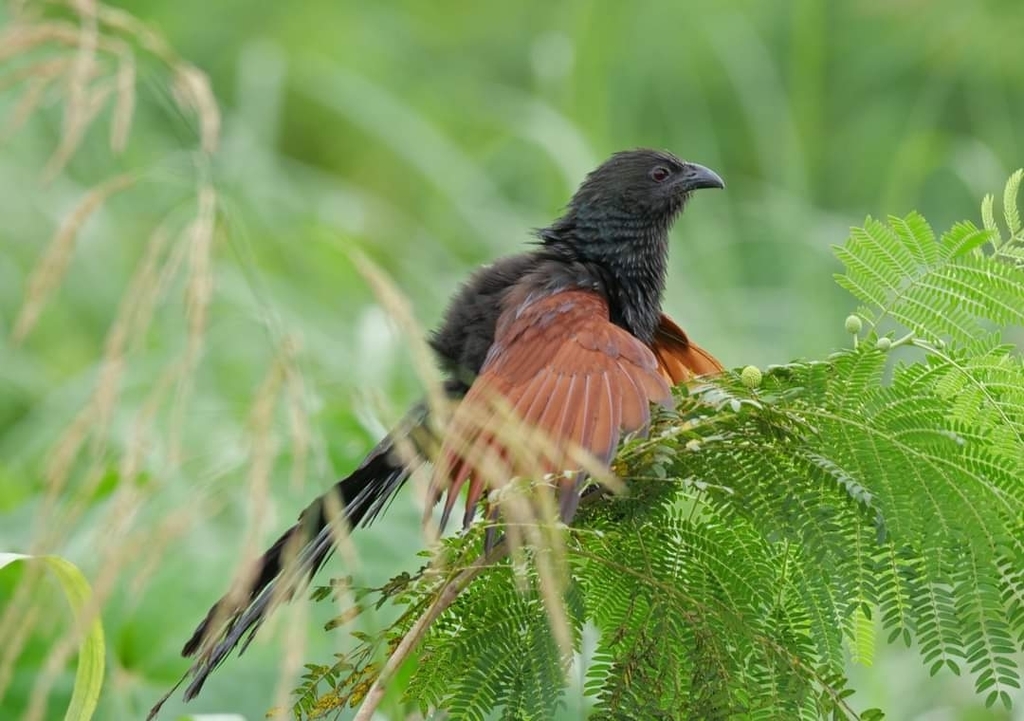 Philippine Coucal photo