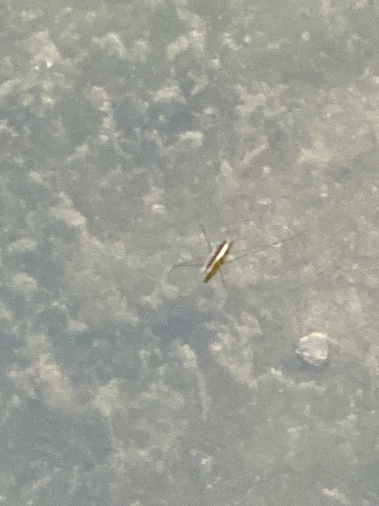 Giant Water Strider from 鶴ヶ久保公園, 世田谷区, 東京都, JP on May 3, 2021 at 05:26 ...