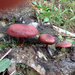Gymnopilus purpuratus - Photo (c) Felix Collins, all rights reserved, uploaded by Felix Collins