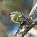 Acanthisitta chloris granti - Photo (c) chrismorse, kaikki oikeudet pidätetään