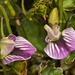 Carmichaelia uniflora - Photo (c) chrismorse, todos os direitos reservados