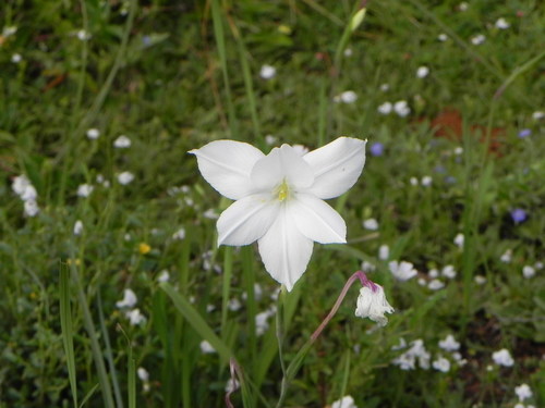 Gladiolus candidus