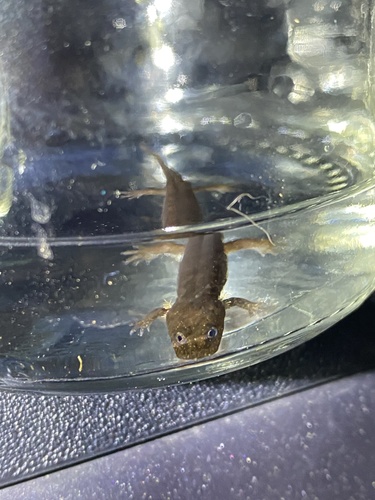 Kanawha Blackbelly Salamander