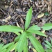 Lithocarpus elizabethiae - Photo (c) jamiechan, all rights reserved