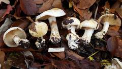 Cortinarius albofragrans image