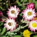Achyranthemum affine - Photo (c) Ronelle Friend, todos los derechos reservados, subido por Ronelle Friend