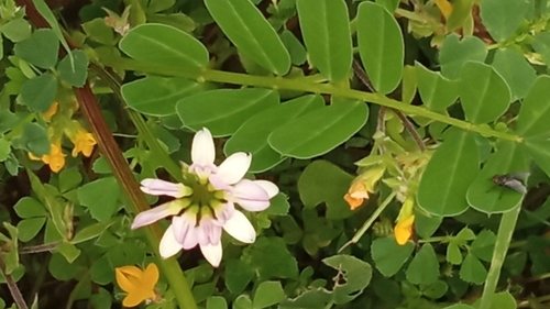 Securigera atlantica