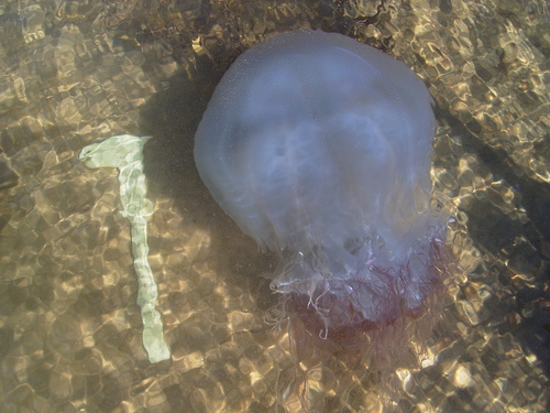 Rhopilema rhopalophora