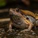 Beautiful Pygmy Frog - Photo (c) Artur Tomaszek, all rights reserved, uploaded by Artur Tomaszek