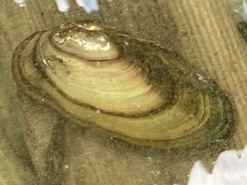 Lake Floater