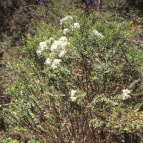 Veronica subfulvida