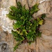 Asplenium obtusatum - Photo (c) chrismorse, kaikki oikeudet pidätetään