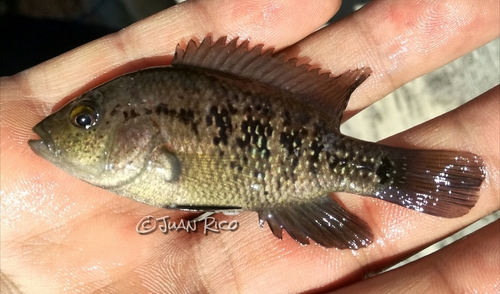 Barton's Cichlid