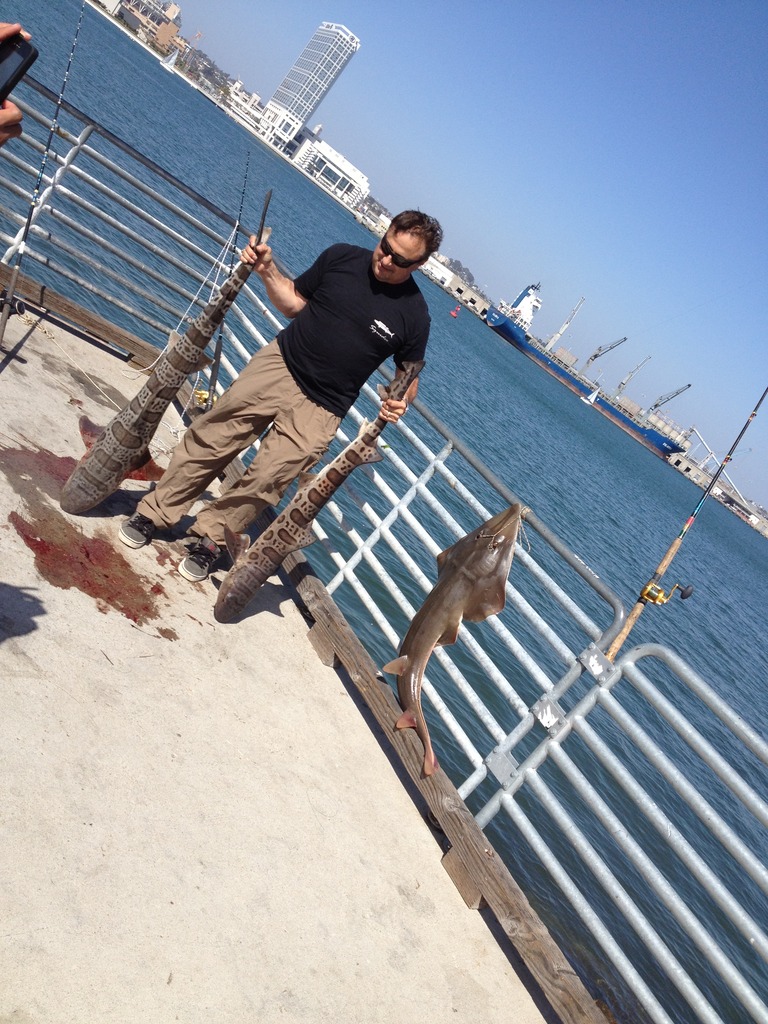 org · shovelnosed guitarfish, observed by sharksteward on may