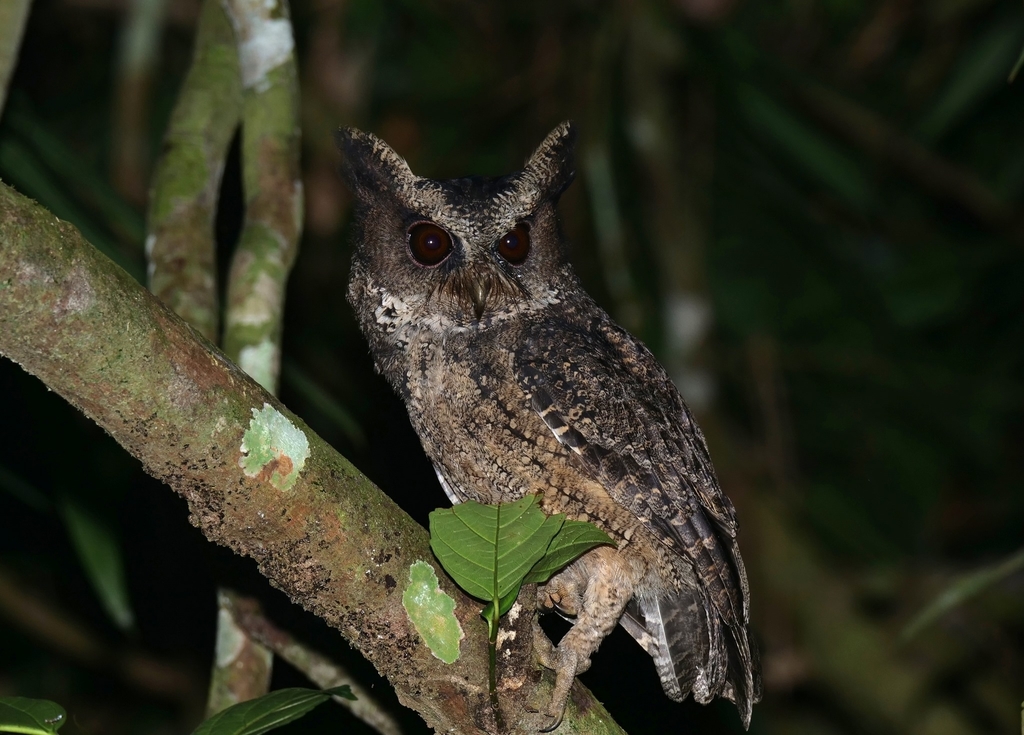 Everett's Scops-Owl (Otus everetti) photo