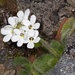 Ourisia sessilifolia - Photo (c) chrismorse，保留所有權利