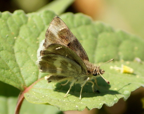 Asian Marbled Skipper (Subspecies Gomalia elma albofasciata) · iNaturalist