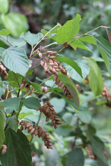 Flemingia strobilifera image