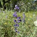 Bingen Lupine - Photo (c) Mark Hampson, all rights reserved, uploaded by Mark Hampson