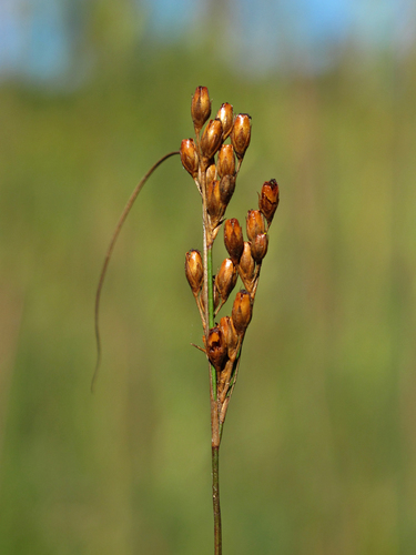Greene's rush (Juncus greenei)