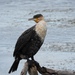 White-breasted Cormorant - Photo (c) halfmens, all rights reserved
