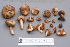 Cortinarius pinguis image