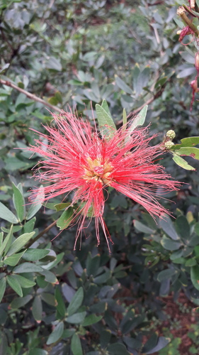 Calliandra antioquiae