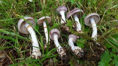 Cortinarius salor image