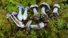 Cortinarius occidentalis image