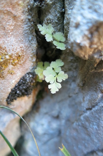 Brittle Bladder Fern seedling
