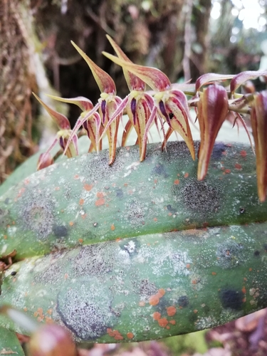 Supervacanea Orchid