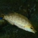 Grey Wrasse - Photo (c) Domenico Ruvolo, all rights reserved, uploaded by Domenico Ruvolo