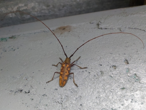 Hammatoderus rubefactus image