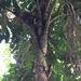 刺葉椰子屬 - Photo 由 sandragalean 所上傳的 (c) sandragalean，保留所有權利