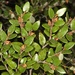 Nothofagus cliffortioides - Photo (c) chrismorse, todos os direitos reservados