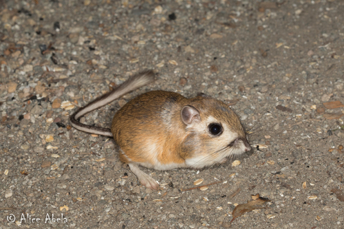 Heermann's Kangaroo Rat