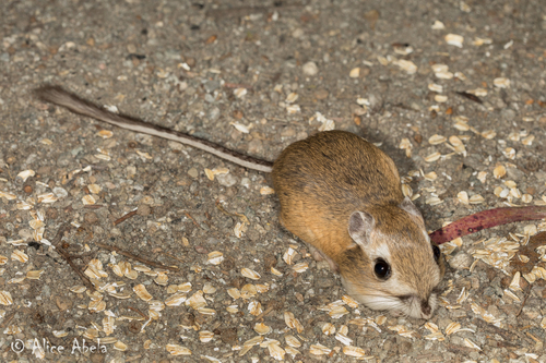 Heermann's Kangaroo Rat