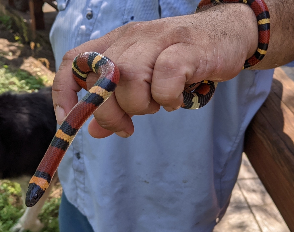 Tamaulipan Milksnake in May 2021 by Christina Mild · iNaturalist