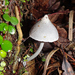 Entoloma canoconicum - Photo (c) Phil Bendle, all rights reserved, uploaded by Phil Bendle