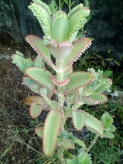 Kalanchoe laetivirens image