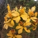 Epidendrum melinanthum - Photo 由 Jose Alberto Muñoz Correa 所上傳的 (c) Jose Alberto Muñoz Correa，保留所有權利