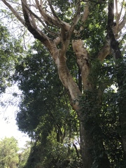 Acacia polyphylla image