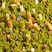 Scleranthus uniflorus - Photo (c) chrismorse, todos los derechos reservados