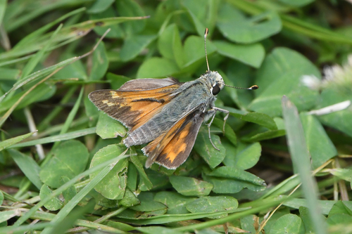 Juba Skipper