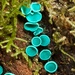 綠杯盤菌屬 - Photo (c) chrismorse，保留所有權利