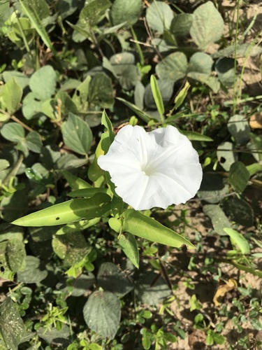 Water Morning Glory